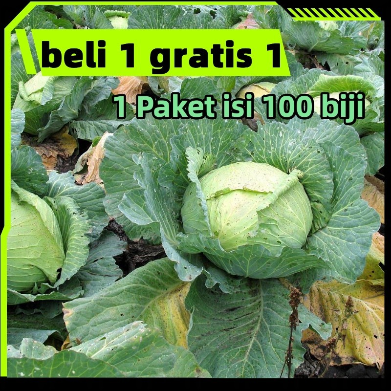 Beli 1 dapat 1 gratis Benih Kubis Hijau Polaris Hibrida F1 100biji Tunas Agro dataran rendah menenga