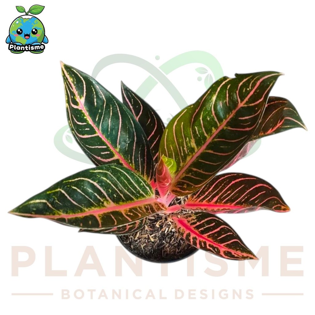 Tanaman Hias – Pride of Sumatra Aglaonema 'Pride of Sumatra' Sri Rejeki Daun Urat Merah Pink Indoor 