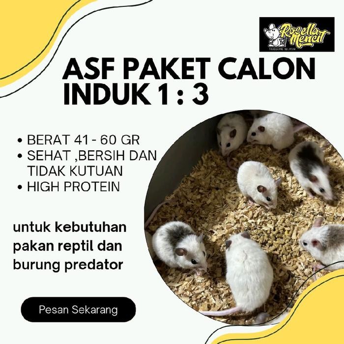 paket calon indukan african soft fur