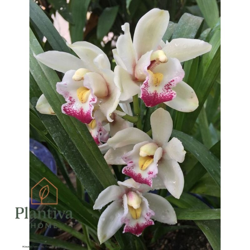 anggrek tanah/ cymbidium ausy joshua putih lidah merah