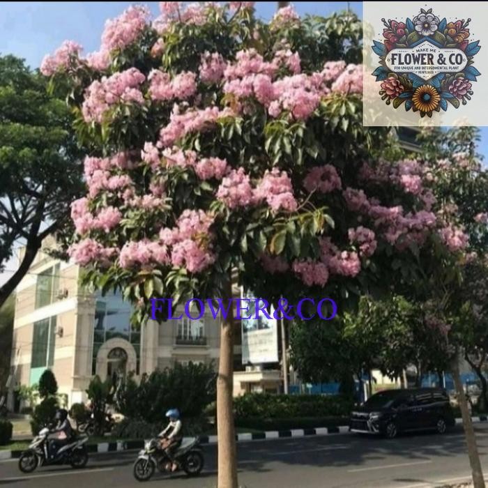 pohon tabebuya 2 meter pohon bunga pink tabebuya rosea