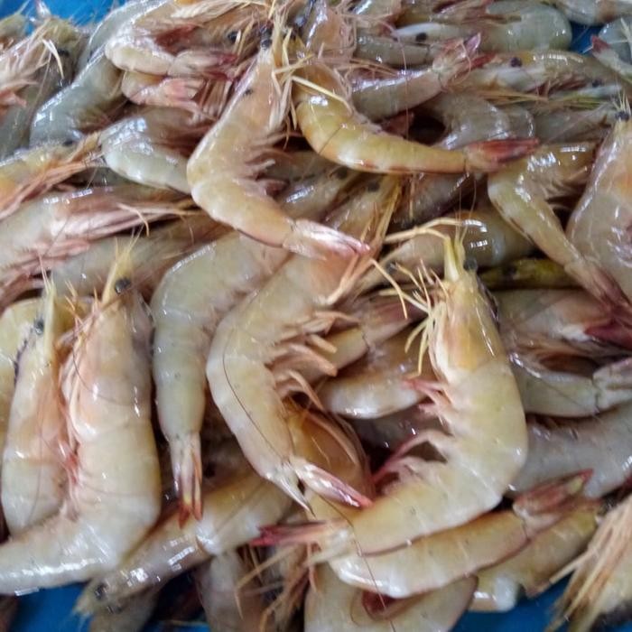 Udang Laut Besar 1kg