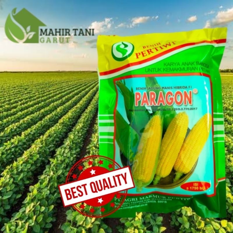 NANGULANGIN  benih jagung manis  paragon hibrida