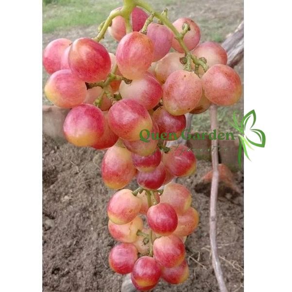 bibit anggur import basanti genjah