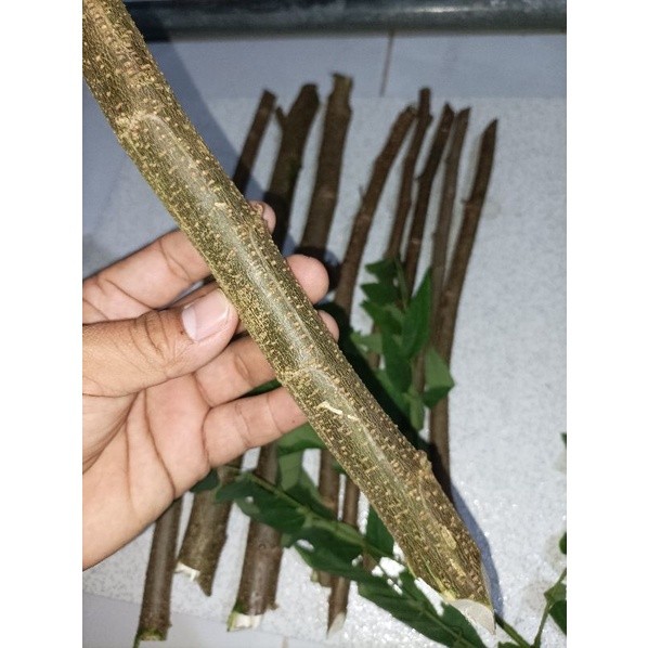 Terlaris Stek Indigofera 1 kg Isi 12 Batang Stek Kualitas Super