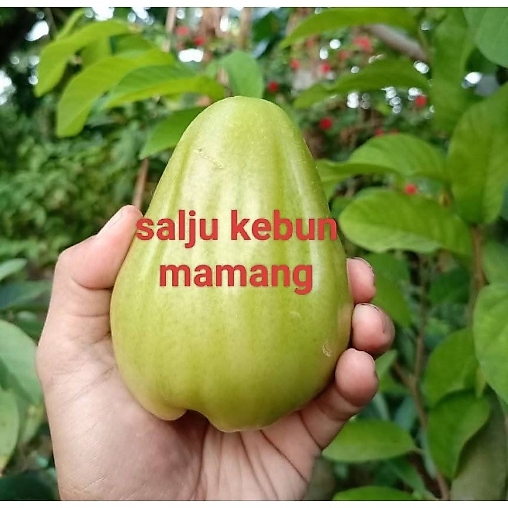 bibit jambu salju okulasi
