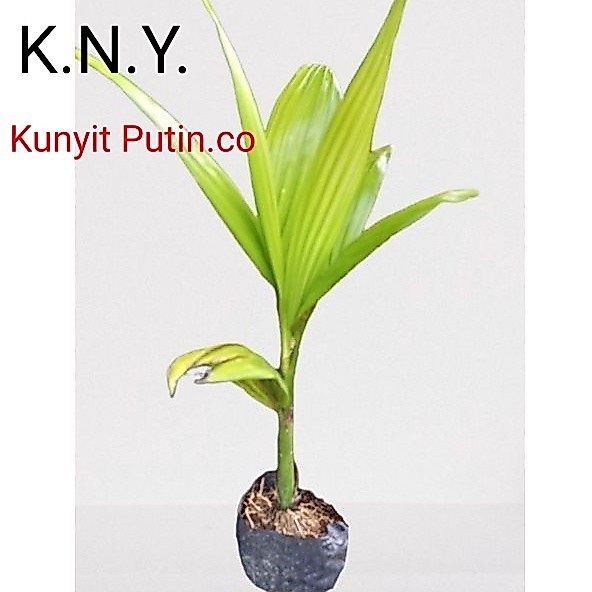 Bibit pinang betara ASLI tinggi 35-50cm COD