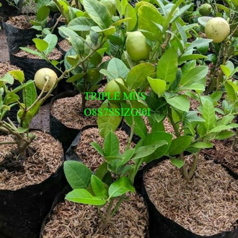 Bibit Buah Lemon Sudah berbuah