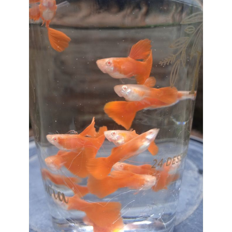 ikan hias guppy paket 4 ekor  albino red ear AFR murah berkualitas