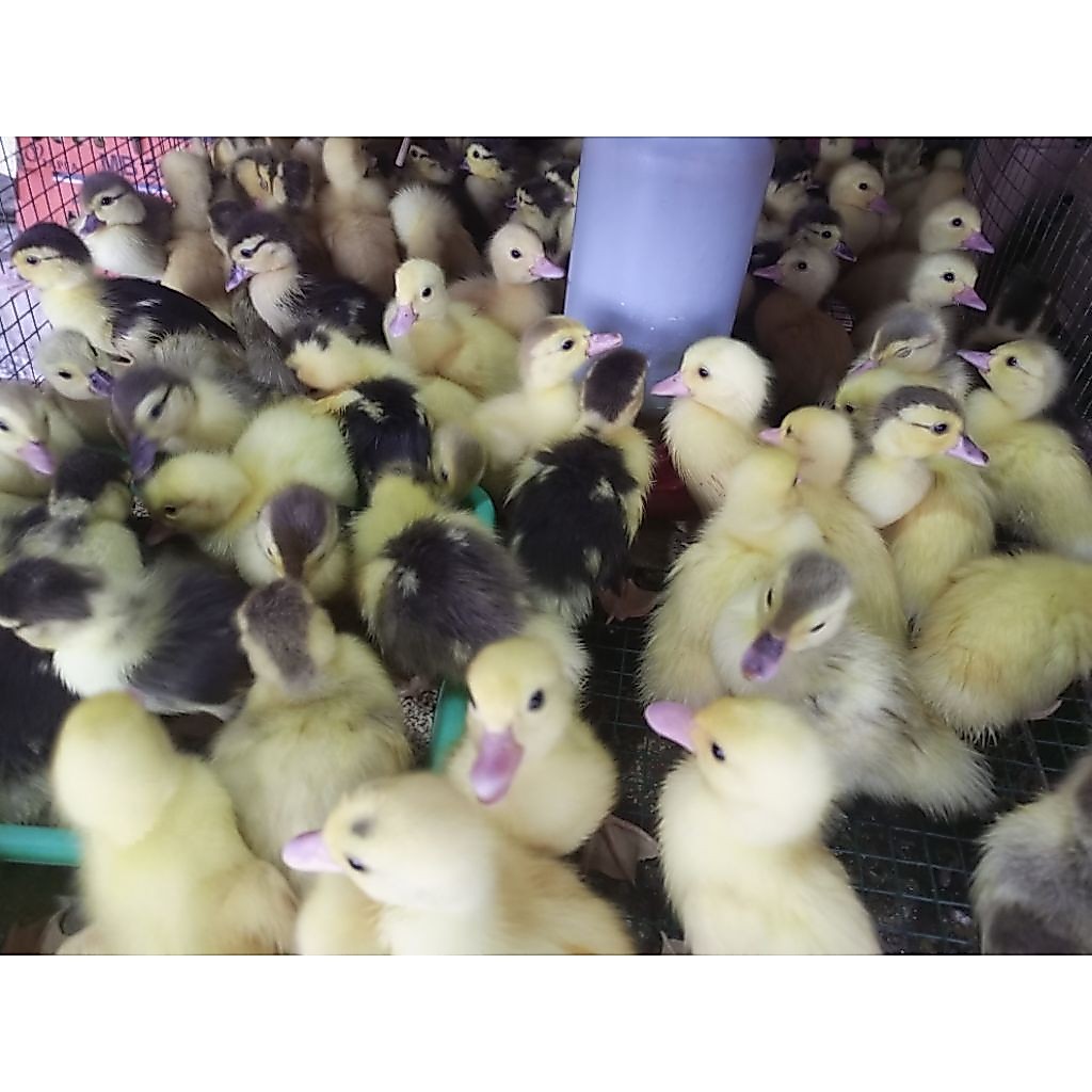 Bebek Entok Putih - Entok Belang - Entog Hitam Putih Lokal - Entok Lokal