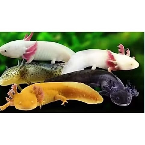 AXOLOTL FISH UKURAN 6-7 CM ( WARNA DIKIRIM ACAK)