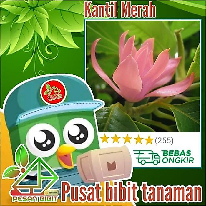 PROMO  BIBIT BUNGA CEMPAKA MERAH KANTIL MERAH