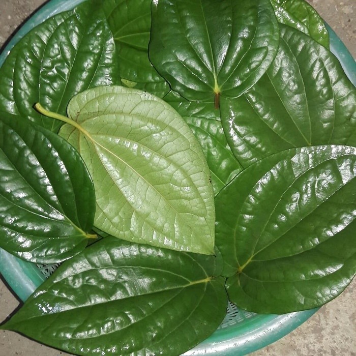 

Daun sirih hijau Segar 500 gram fresh A.S F. S