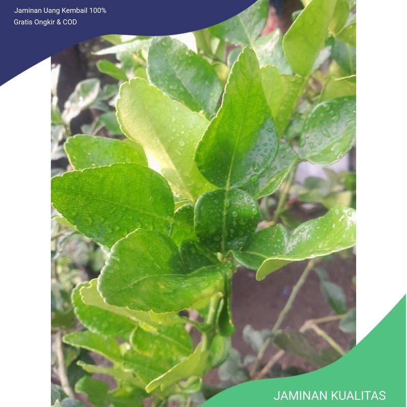 

DAUN JERUK PURUT SEGAR