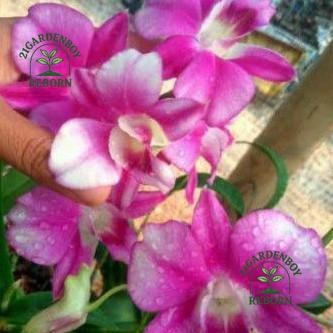 (BISA BAYAR DI TEMPAT) Seedling Anggrek dendrobium sripatum splash-pohon anggrek dendro