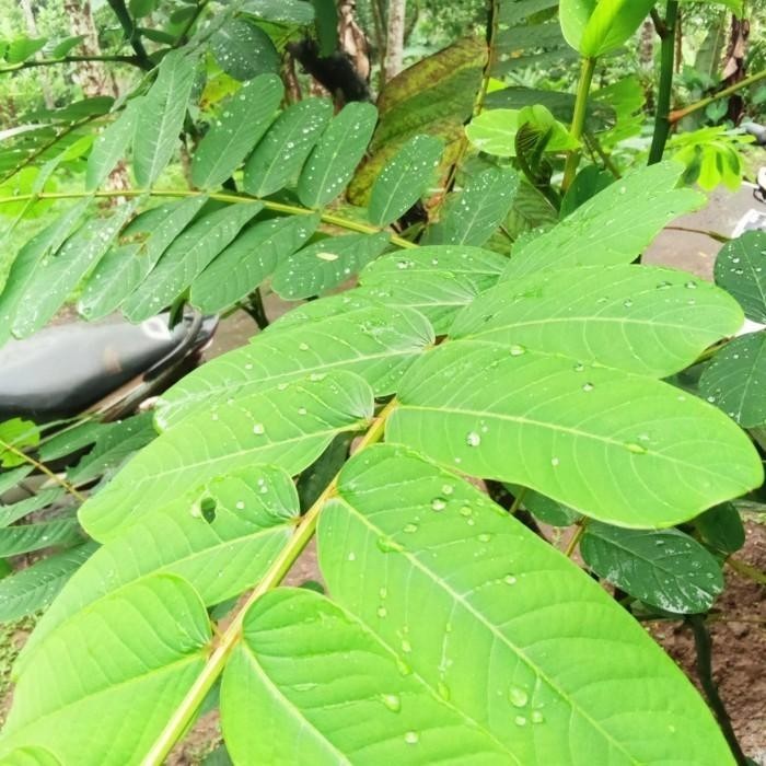 daun ketepeng cina/kimanila obat gatal