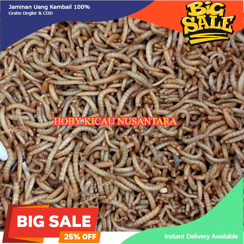 ULAT HONGKONG ORGANIK HIDUP 1 KG