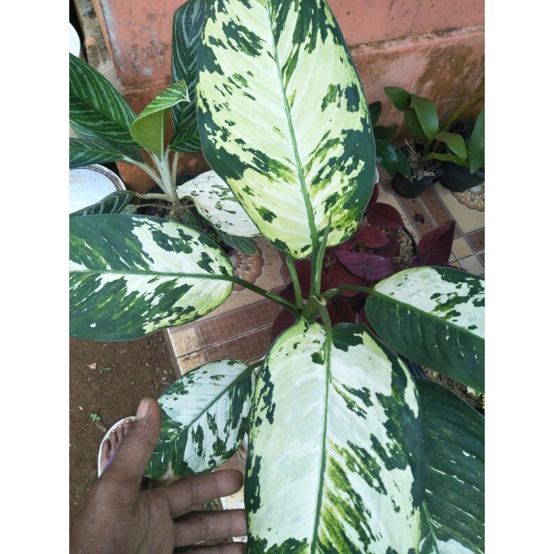 tanaman hias diffenbachia Lestari Alamku