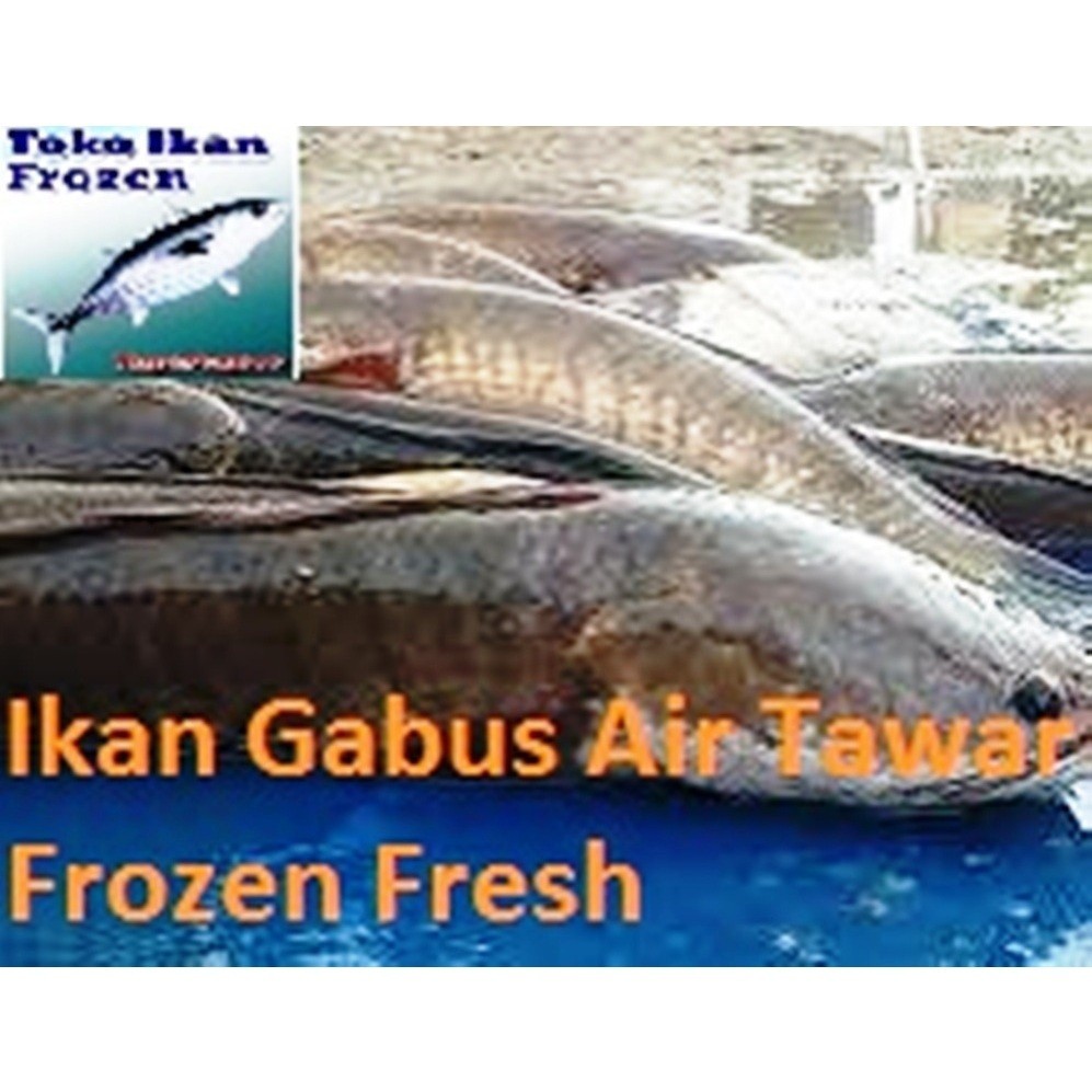 

[SJ] [NS] Ikan Gabus Hidup / Air Tawar / 1 Kg ready stock