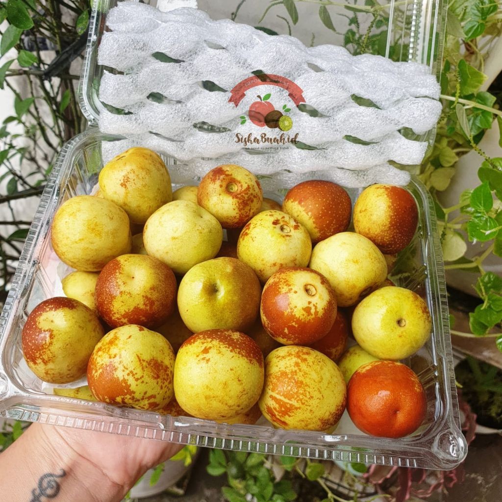

BUAH JUJUBE | BUAH BIDARA | BUAH WINTER DATES | ANGCO / KURMA CINA - IMPORT FRESH