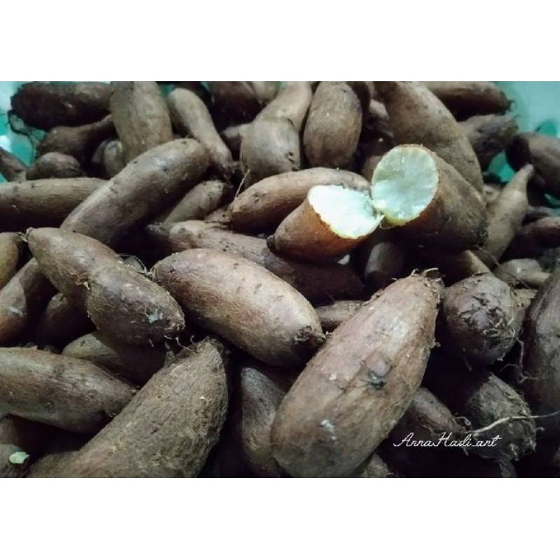 

KENTANG HITAM 1KG ANTI KANGKER, MAKANAN TRADISIONAL ORGANIK/KENTANG JEMBUT KENTANG BULU