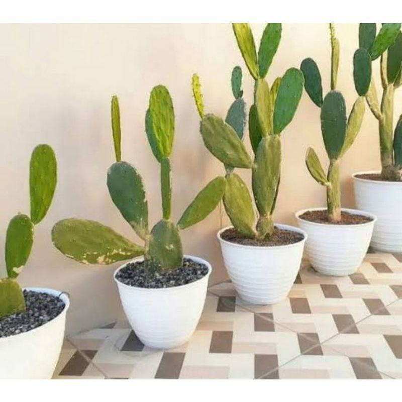 Tanaman kaktus centong tinggi 1meter bercabang