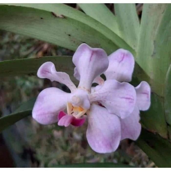 Anggrek vanda dewasa spesies