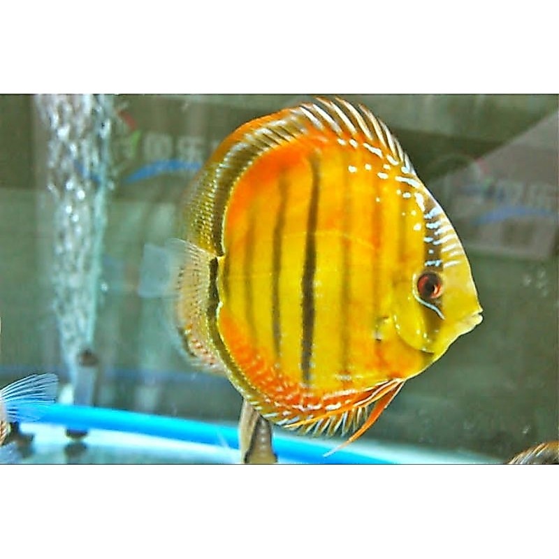 Discus Yellow Heckel Hias Aquarium