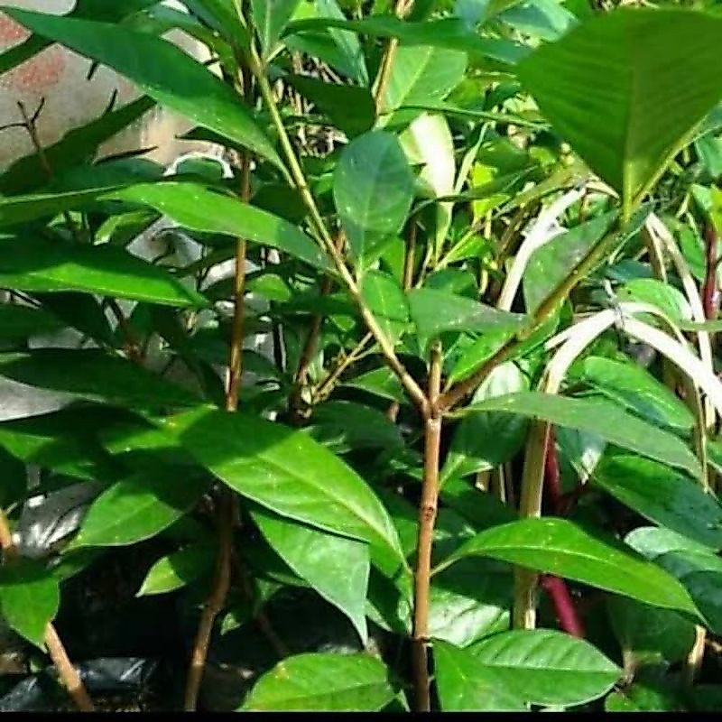Tanaman Salam,  Pohon Salam ukuran BESAR, Daun Salam