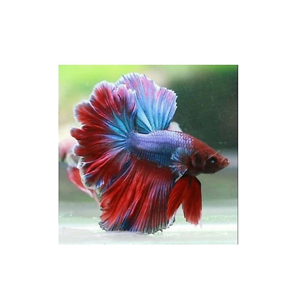 CUPANG HALFMOON ROSTAIL