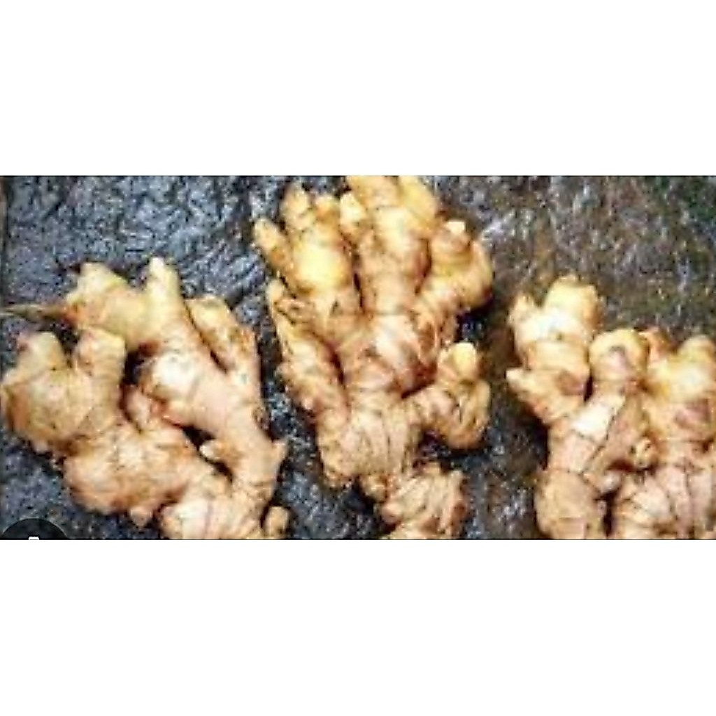 jahe emperit 1 kg jahe emperit segar 1 kg
