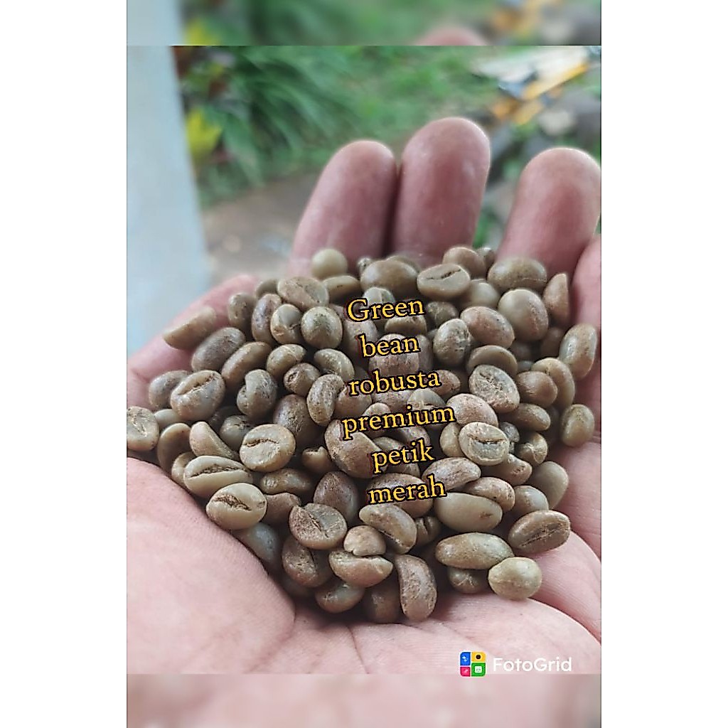 1 kg ROBUSTA green bean FINE /kopi mentah robusta / biji robusta natural || biji mentah robusta prem