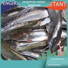 Bibit / benih ikan lele ukuran 16 - 20 cm per 100 ekor MOCH TOHA BDG terdekat