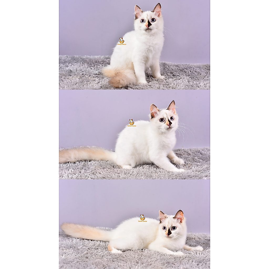 Donna – Kucing Ragdoll 4 Bulan Betina