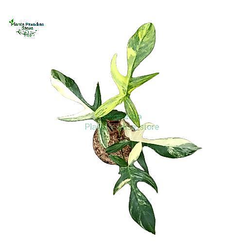 PROMO Philodendron Florida beauty variegata - tanaman hias florida beauty