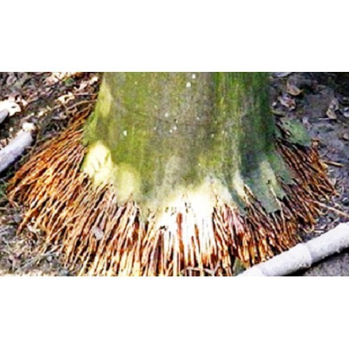 

HERBAL AKAR PINANG SEGAR 1KG MURAH SEHAT