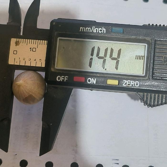 

Bawang Putih Tunggal Impor 1 Kg - kecil