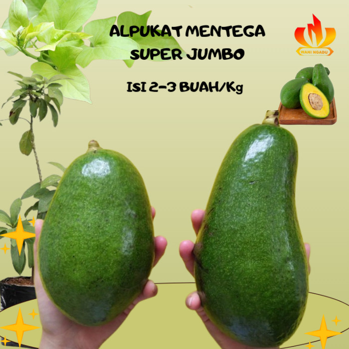 

^ Alpukat Mentega Super Jumbo Fresh Paket 1 2 3 kg Isi 2–3 Daging Tebal Lembut Manis ^