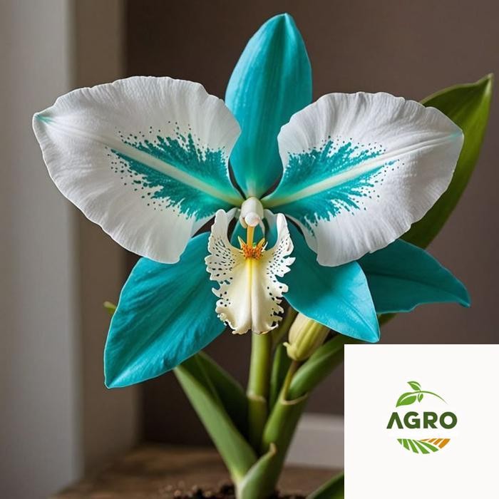 Anggrek dendrobium import - Anggrek dendrobium blue people
