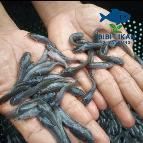 Bibit ikan lele ukuran 3 - 5 cm per 500 ekor / bibit ikan di bandung khusus intsan / BIDB