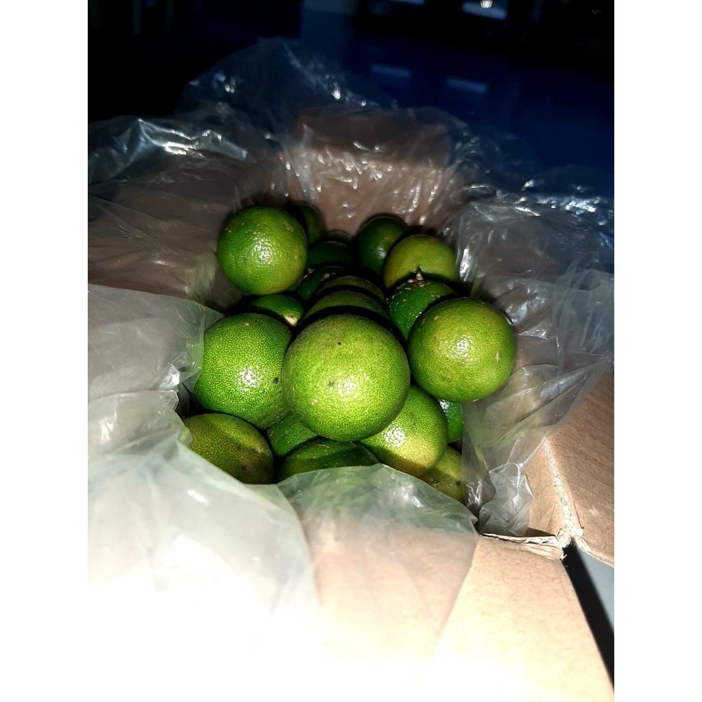 Jeruk sonkit murah /Jeruk kunci / Lemon Cui / Jeruk Peras / Jeruk Bangka / Jeruk Kasturi