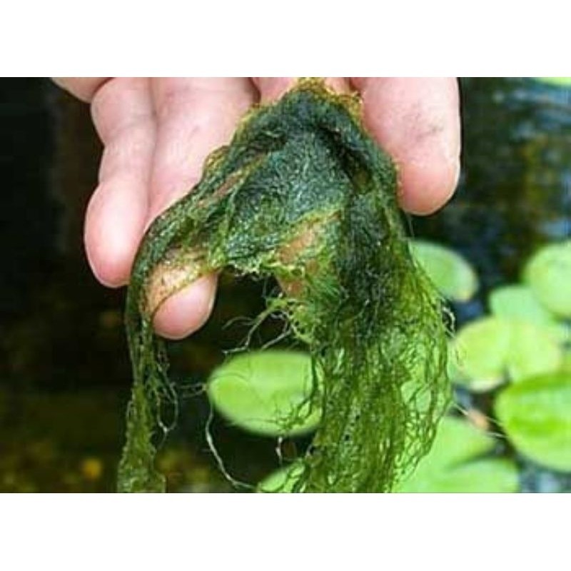 LUMUT IKAN PANCING/UMPAN IKAN NILA DLL/LUMUT TAWAR/LUMUT SEGAR