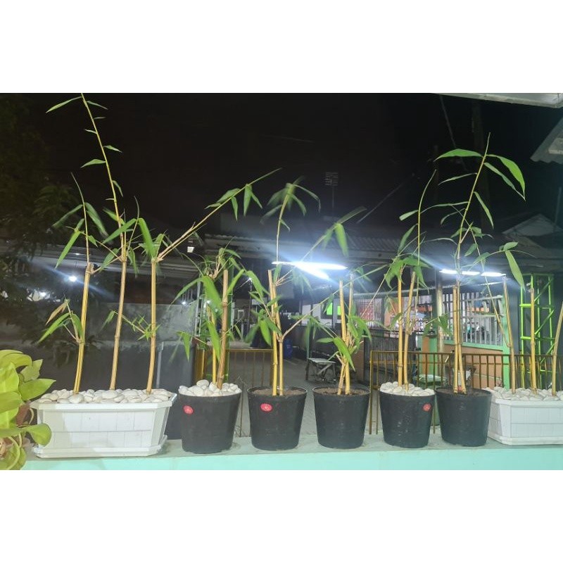 #Bibit bambu kuning cocok untuk hiasan dalam ruangan, pagar rumah dan taman hias siap tanam