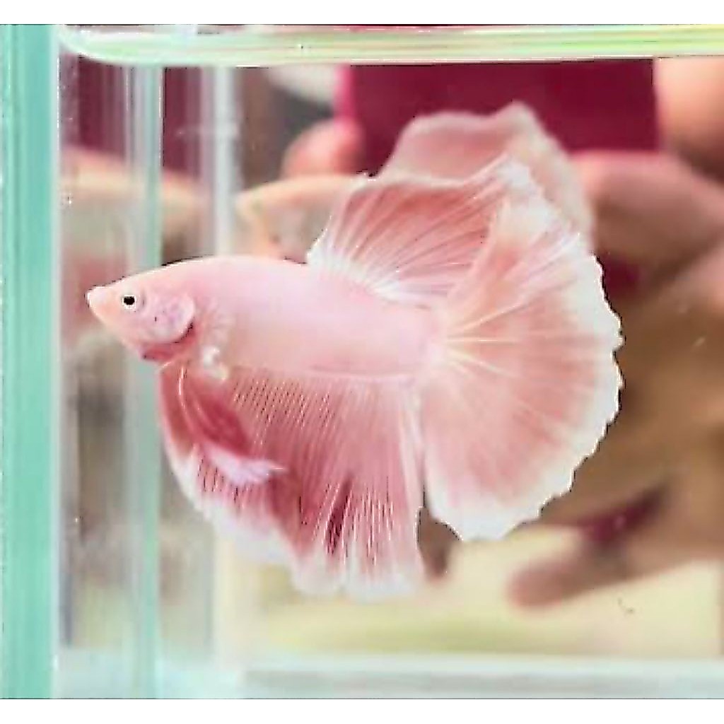 cupang hm aurora pink warna cantik menawan, cerah