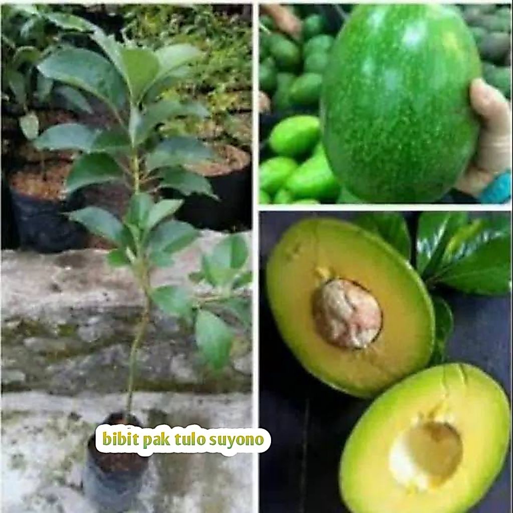 Bibit Alpukat Markus / Alpukat Markus Subur