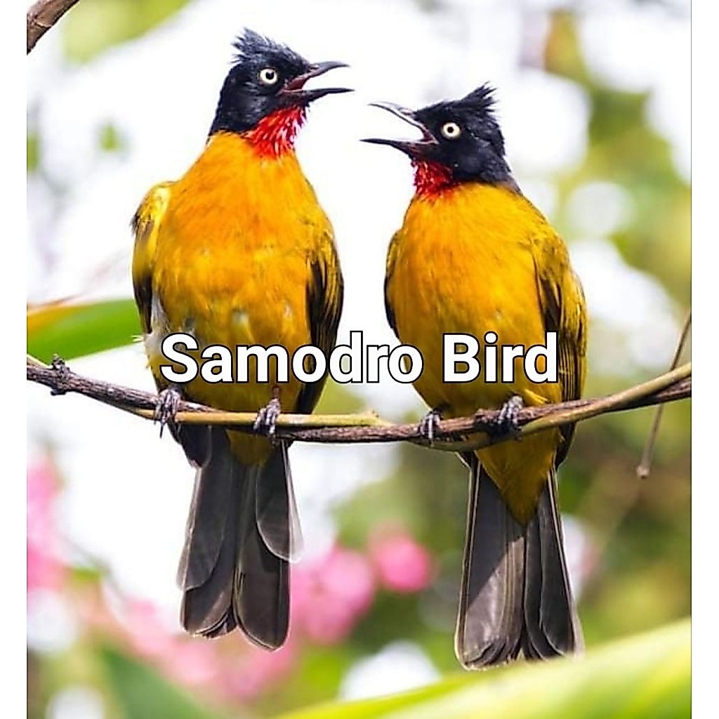 Burung Kutilang Emas Khusus Mulus Dan Pur Total