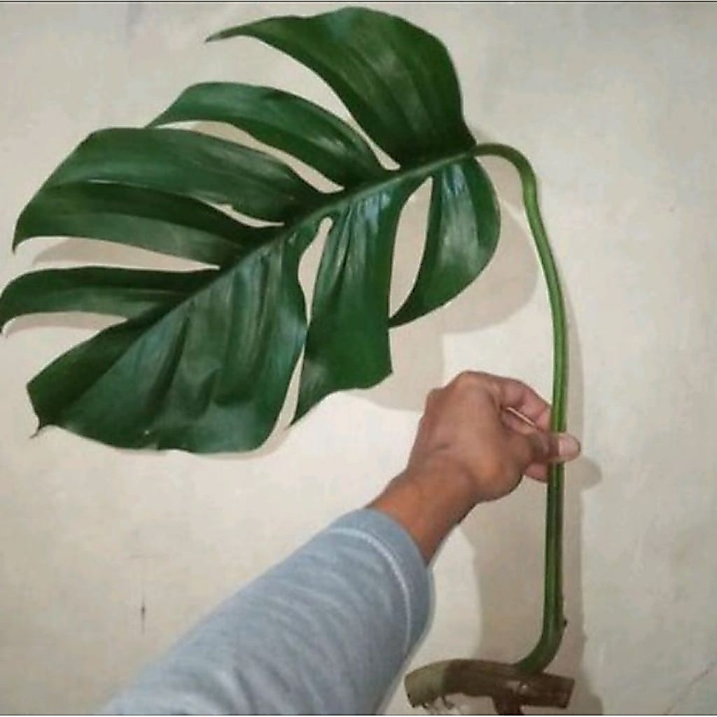 10 Stek Batang monstera ekor naga / perstek batang ekor naga / stek ekor naga
