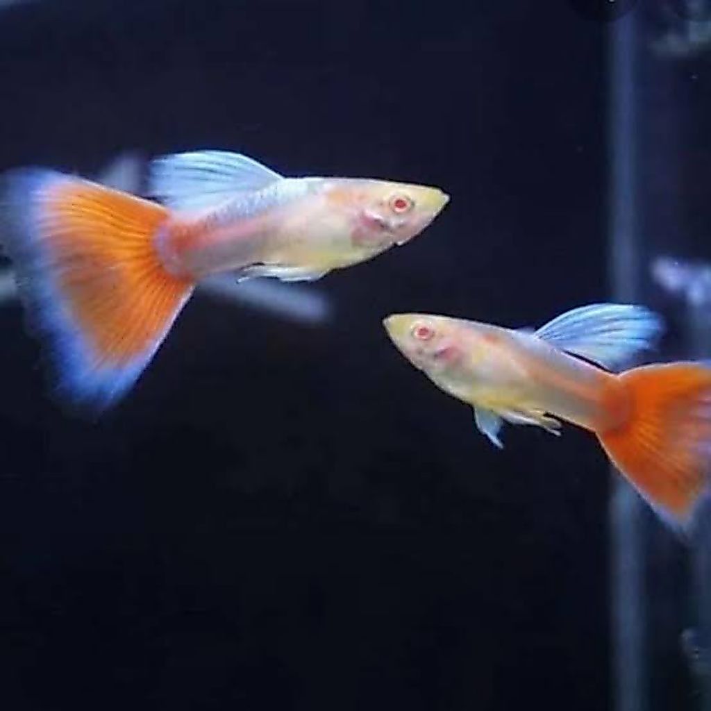 Hiasan Aquarium guppy Albino Sky Red