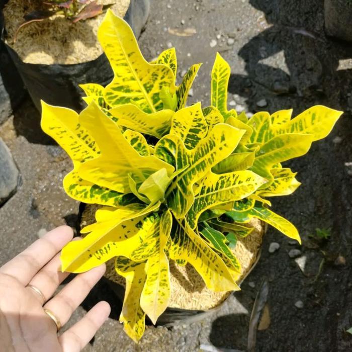 Tanaman puring jet kuning - pohon puring kuning - pohon puring jet kuning
