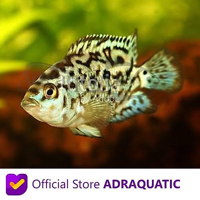 IKAN HIAS ELECTRIC BLUE JACK DEMPSEY CICHLID AIR TAWAR